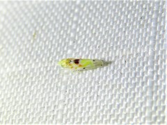 Erythroneura octonotata