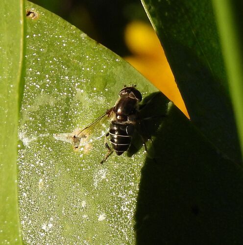 Unknown species found near Mandeville, LA, USA