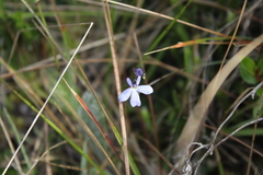 Lobelia tenera