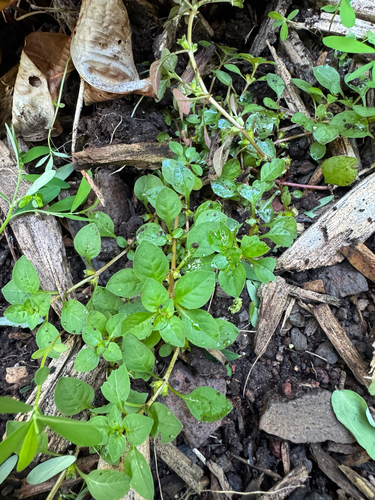 Ludwigia palustris observed 2025-10-31