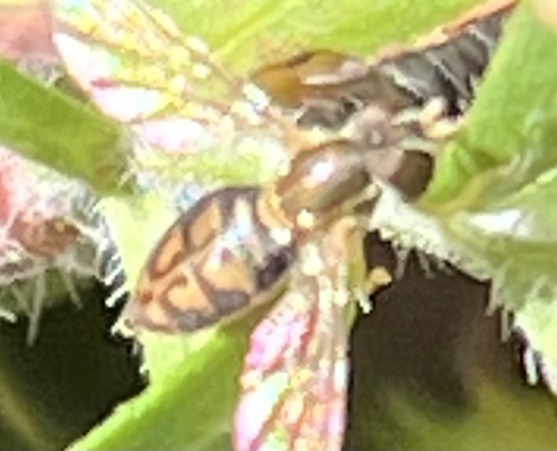 Unknown species found near Middletown Rd, Freeland, MD, US