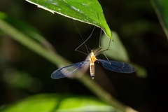 Aurotipula clara