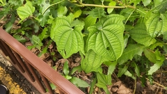 Dioscorea sansibarensis, photograph (c) grass_0, some rights reserved (CC BY)