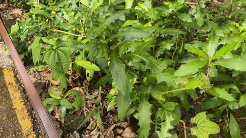 Dioscorea sansibarensis, photograph 5
