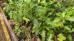Dioscorea sansibarensis, photograph (c) grass_0, some rights reserved (CC BY)