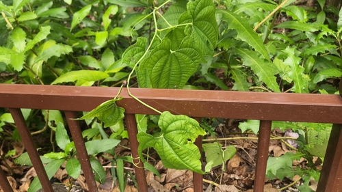 Dioscorea sansibarensis, photograph 6