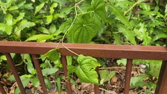 Dioscorea sansibarensis, photograph (c) grass_0, some rights reserved (CC BY)