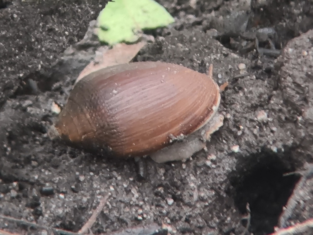Midas ear cassidula
