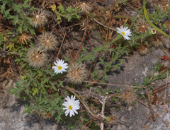 Vittadinia australis