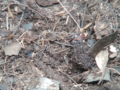 Pseudophryne australis