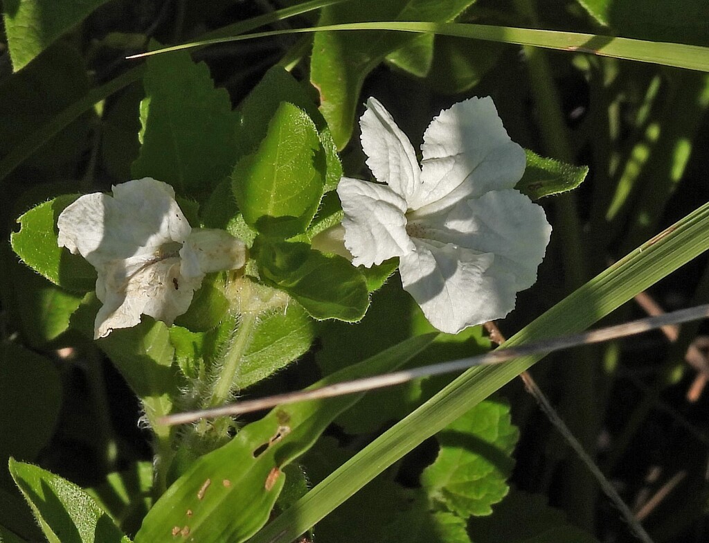 Ruellia geminiflora; photograph author not stated, no rights reserved