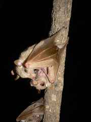 Epomophorus pusillus