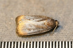 Amphipyra tragopoginis