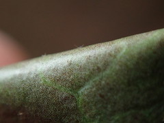 Hedera rhizomatifera