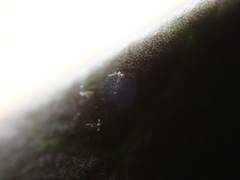 Hedera rhizomatifera