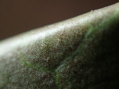 Hedera rhizomatifera