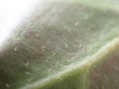 Hedera rhizomatifera