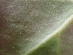 Hedera rhizomatifera