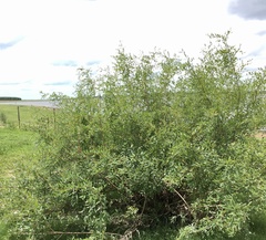 Phyllanthus sellowianus