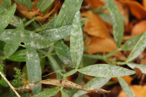 Pea Powdery Mildew