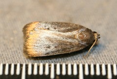 Amphipyra tragopoginis