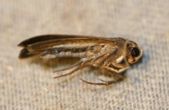Amphipyra tragopoginis