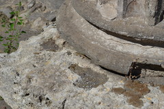 Podarcis siculus