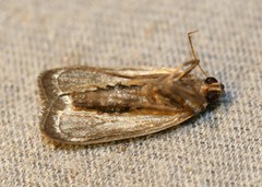 Amphipyra tragopoginis