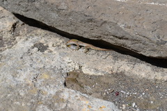 Podarcis siculus