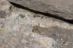 Podarcis siculus