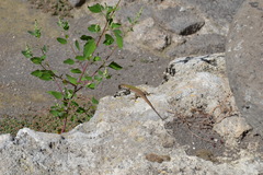 Podarcis siculus