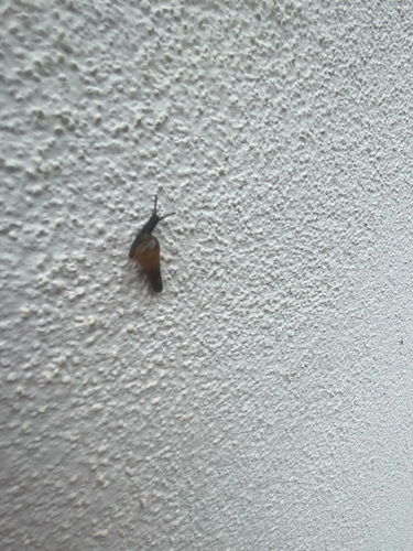 Rumina decollata