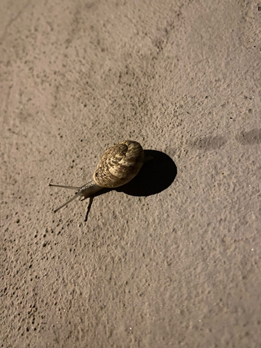 Marmorana muralis