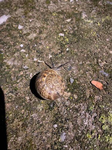 Eobania vermiculata