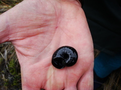 Powelliphanta