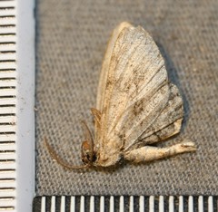 Iridopsis vellivolata
