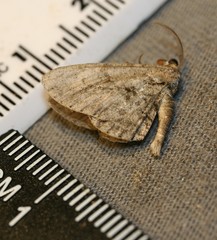 Iridopsis vellivolata