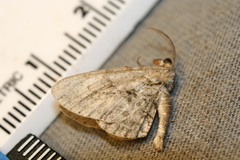 Iridopsis vellivolata