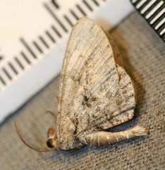 Iridopsis vellivolata