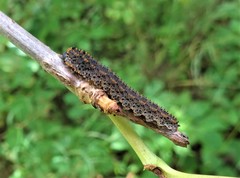 Lagium atroviolaceum