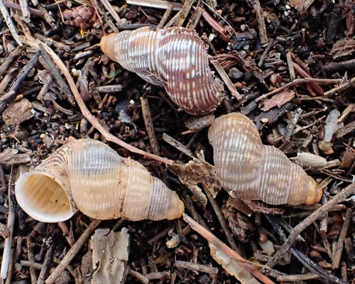 Tudorella ferruginea