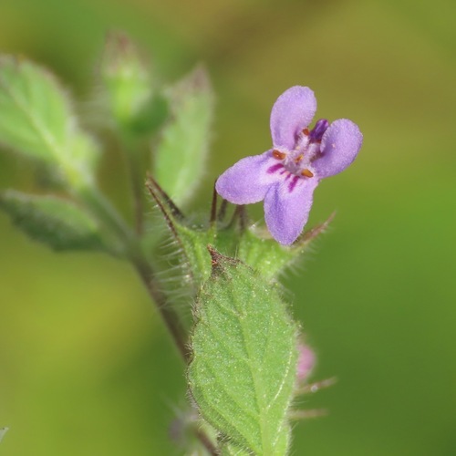 Chan (Mesosphaerum suaveolens)