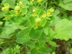 Euphorbia austriaca
