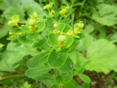 Euphorbia austriaca