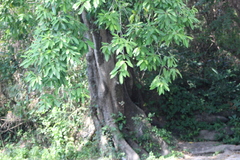 Ficus maxima