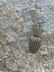 Chalcolepidius silbermanni