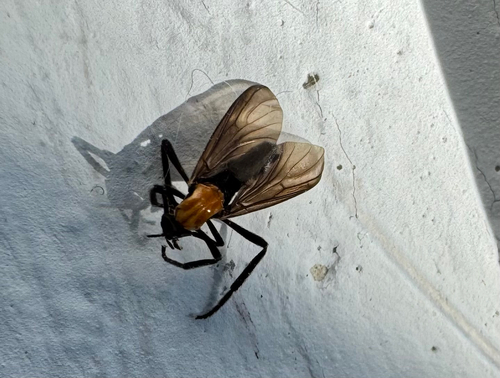 Unknown species found near Arbor Run Dr, Tampa, FL, US