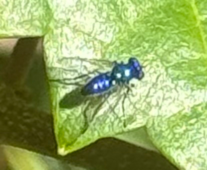 Unknown species found near Arbor Run Dr, Tampa, FL, US