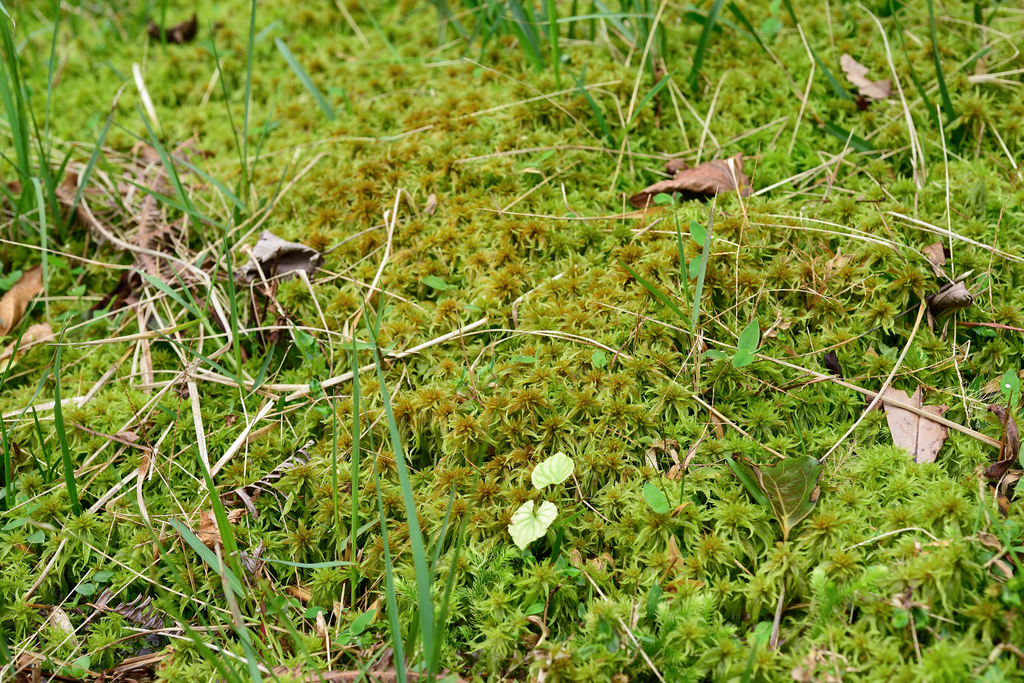 Sphagnum mosses from New Taipei City|Wuzhishan Road of Transport [新北市 ...