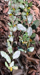 Hyperacanthus amoenus